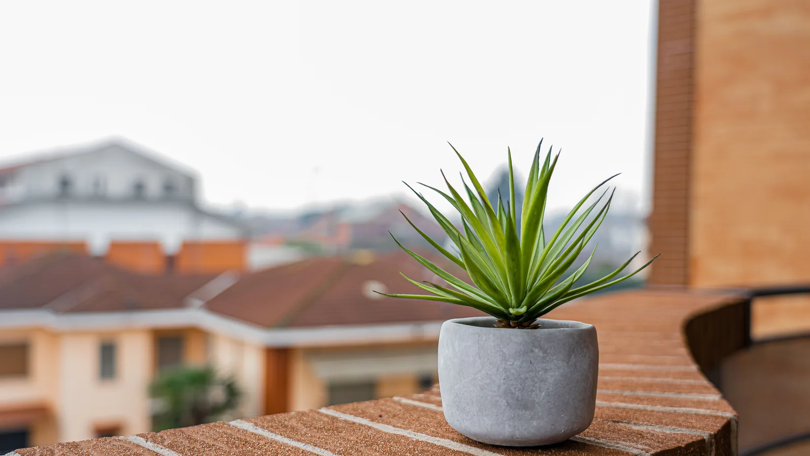 A potted plant on a brick ledge
