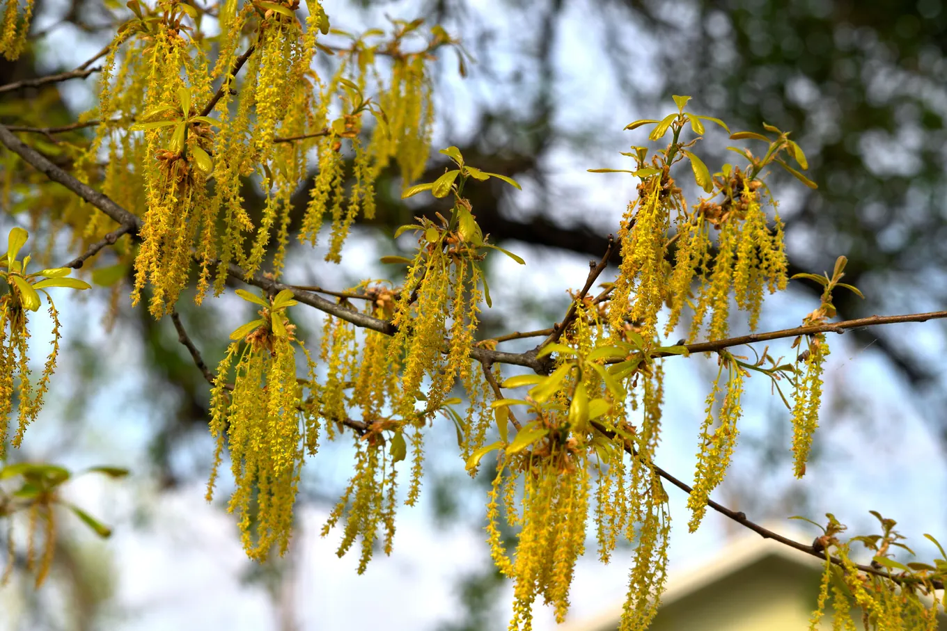 Yellow oak catkins hanging from a branch in spring, the flowers that release oak pollen