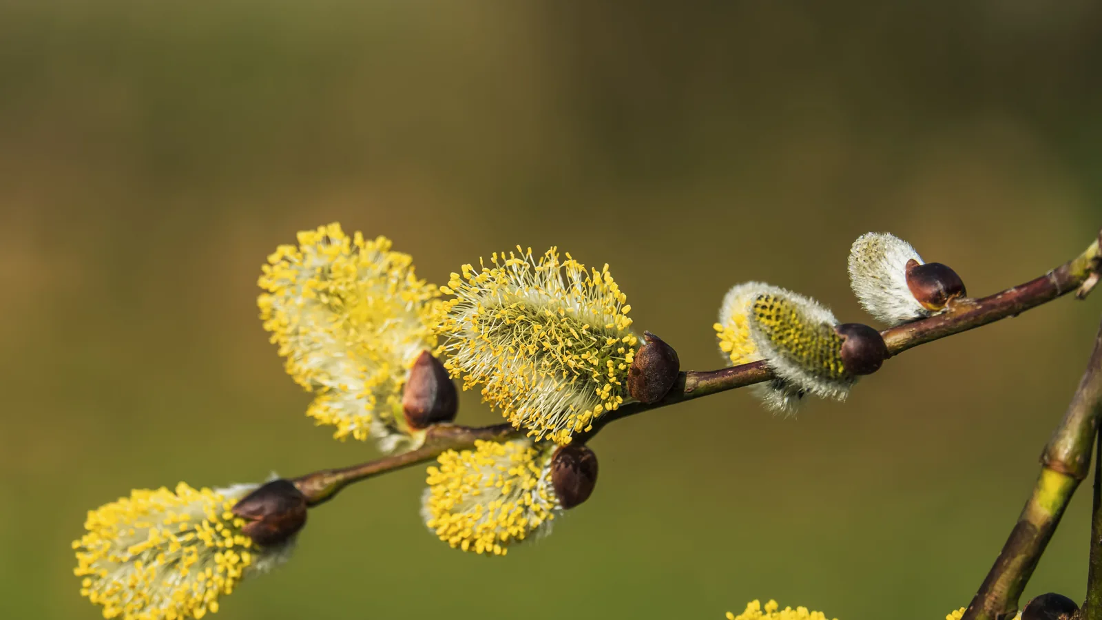 Yellow catkins on a branch