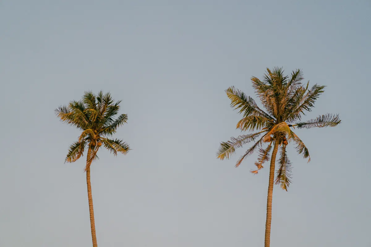 Two slender palm trees against a soft, pale gray sky